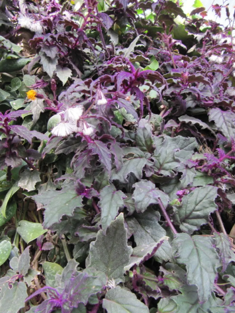 Gynura Purple Passion im Freiland