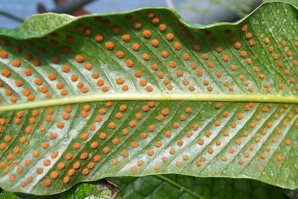Esporangios de helecho cocodrilo