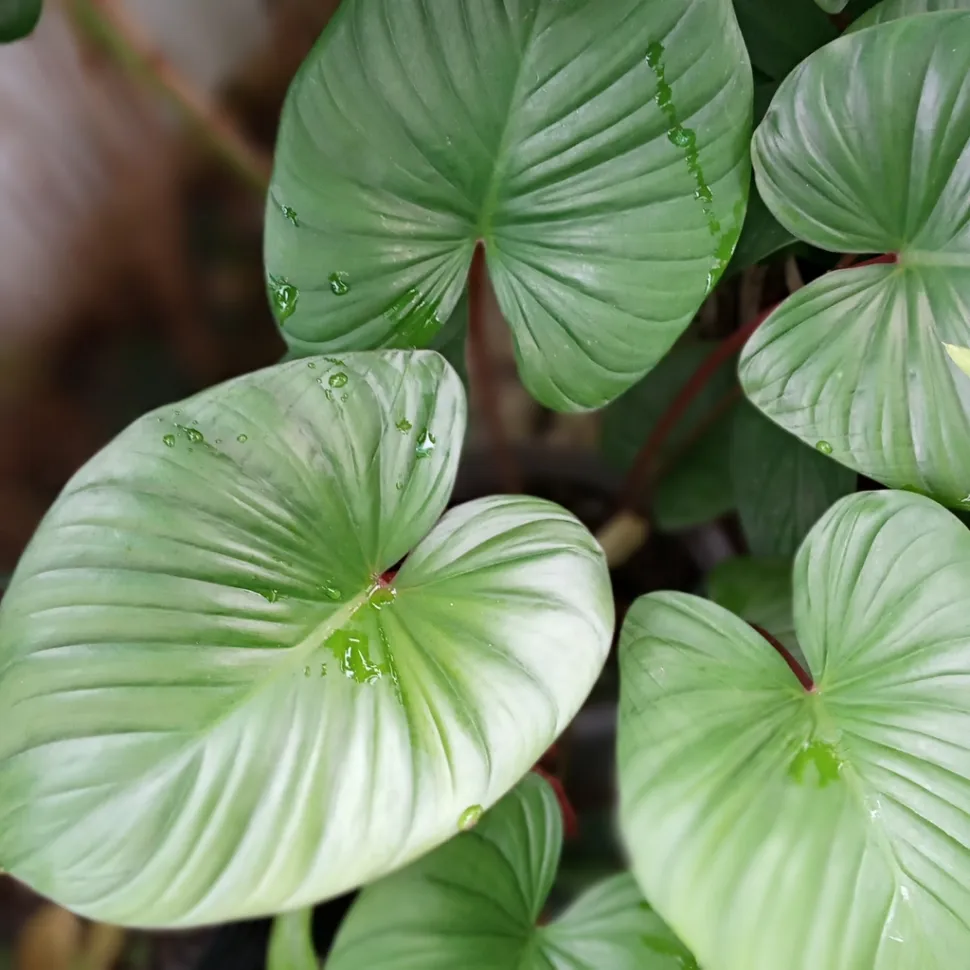 Feuillage vert Homalomena rubescens