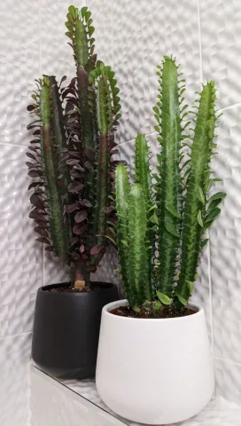 Euphorbia trigona et E. trigona Rubra en pot