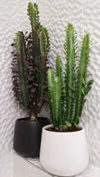 Euphorbia trigona og E. trignona Rubra i en potte