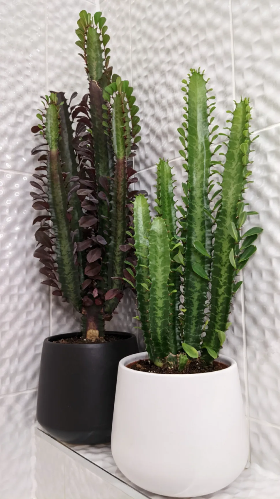 Euphorbia trigona und E. trignona Rubra im Topf