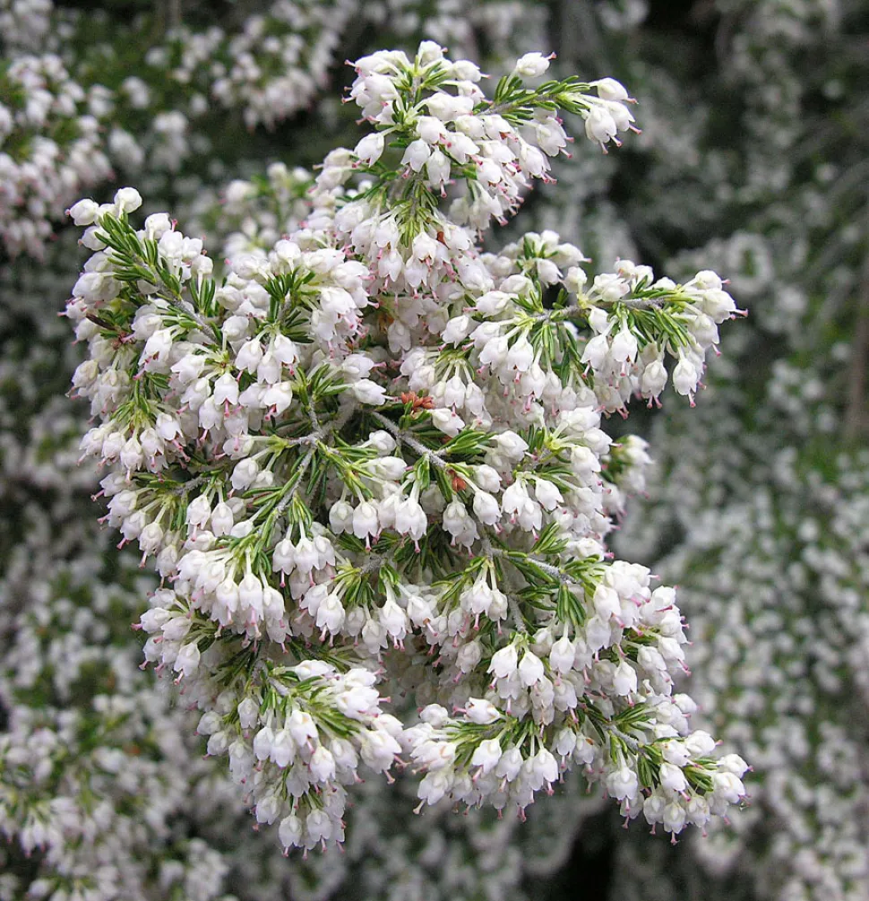 Erica arborea urze flores brancas