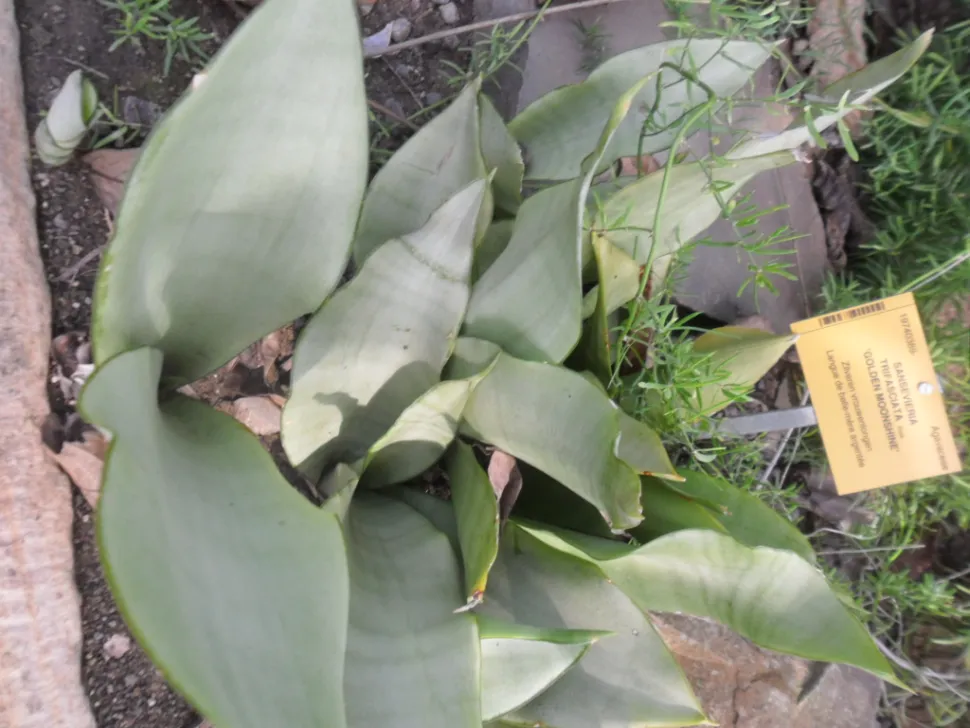 Mother-in-law's tongue green leaves black border