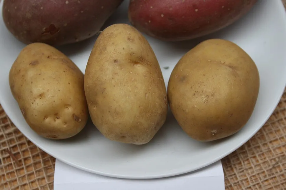 Bintje tuber potatoes
