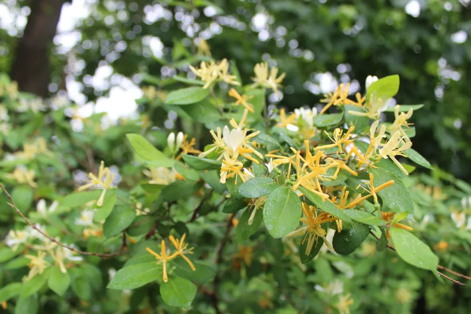 Flowers Japanese honeysuckle Lonicera japonica
