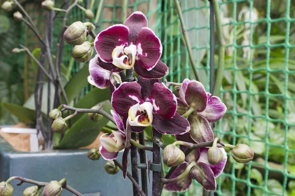Hybride vlinderorchideeën met paarse en gele bloemen