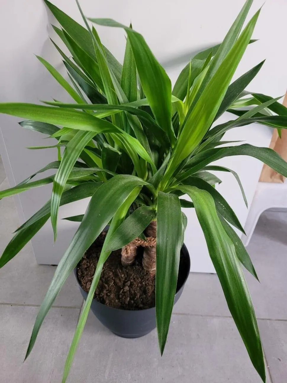 Yucca gloriosa en maceta