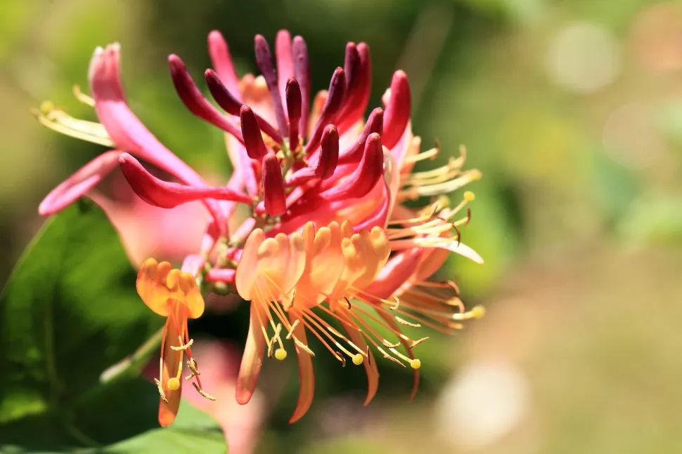 Caprifoglio in legno a fiori rosa e gialli