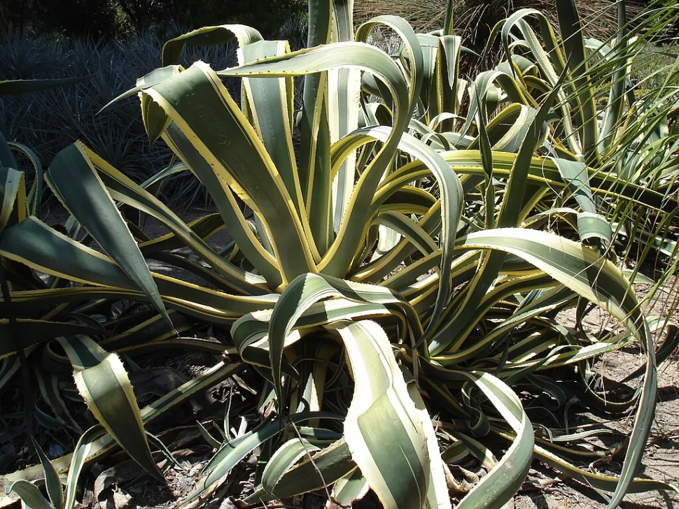 Agave americana variegata en el suelo