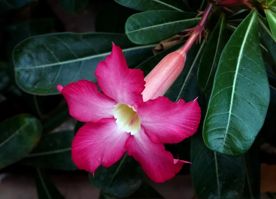 Fiore rosa Adenium obesum