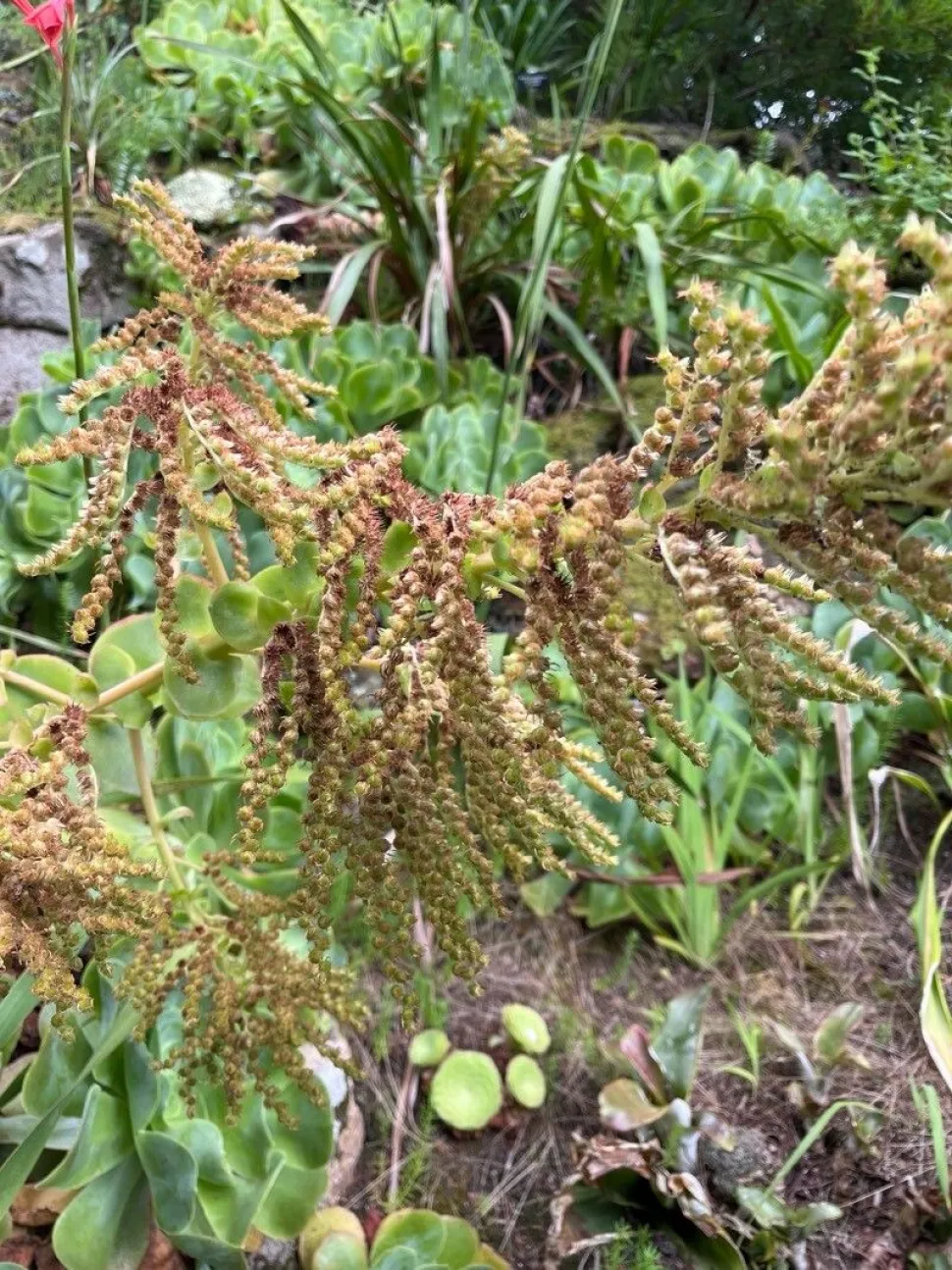 Vrucht van Aeonium cuneatum