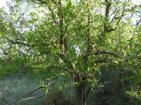 Ehretia anacua i jorden