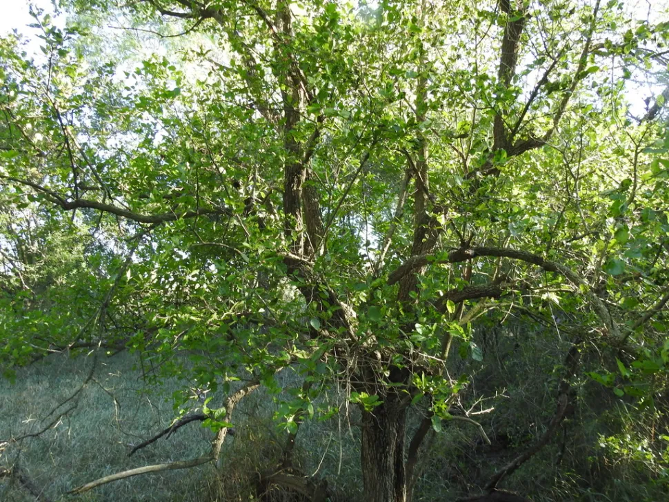 Ehretia anacua im Freiland