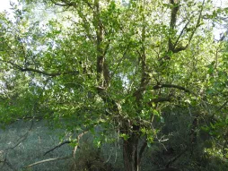 Ehretia anacua in de grond