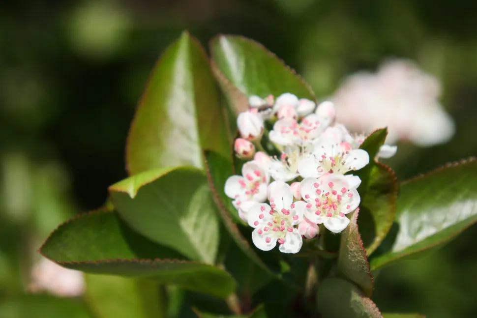 Witte bloemen Aronia prunifolia