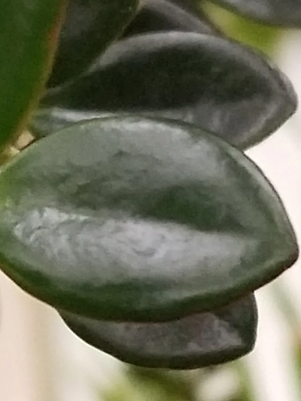 Mørkegrønne blade Nematanthus 'Black Magic'