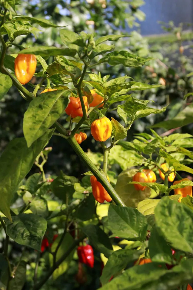 Pimientos amarillos Capsicum chinense