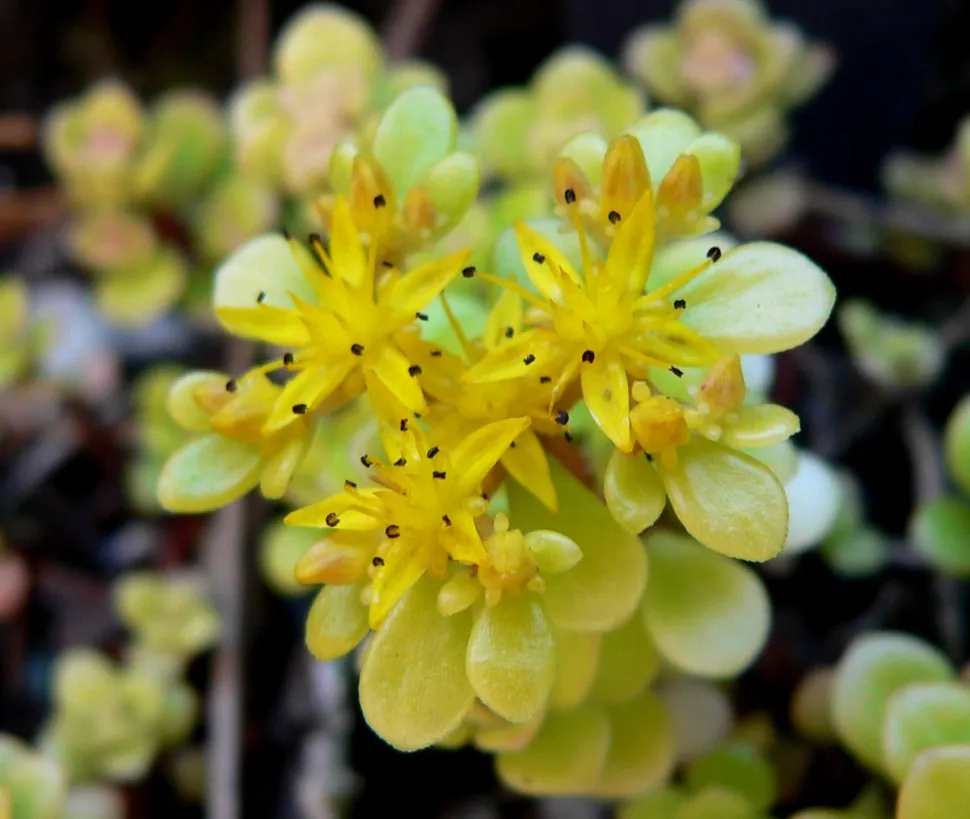 Sedum makinoi Ogon em flor