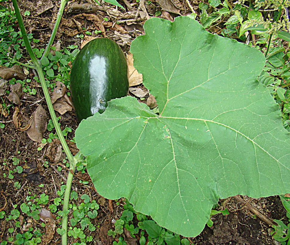 Feuille courgette couruse