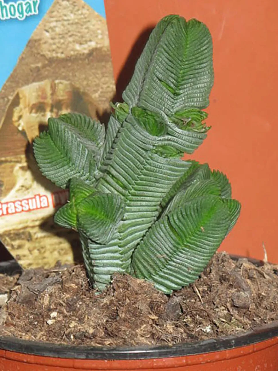 Crassula pyramidalis en maceta