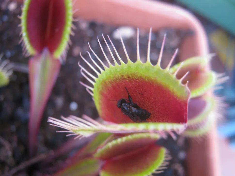Insetto intrappolato in una Dionaea muscipula 'Red Dragon'