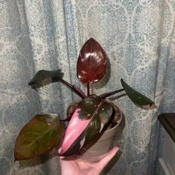 Philodendron 'Pink Princess' em vaso