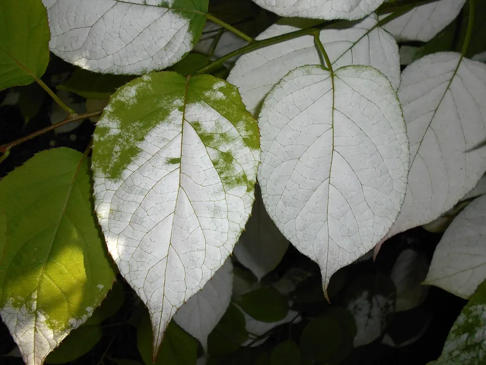 Folhas variegadas de verde e branco – Actinidia kolomitkta