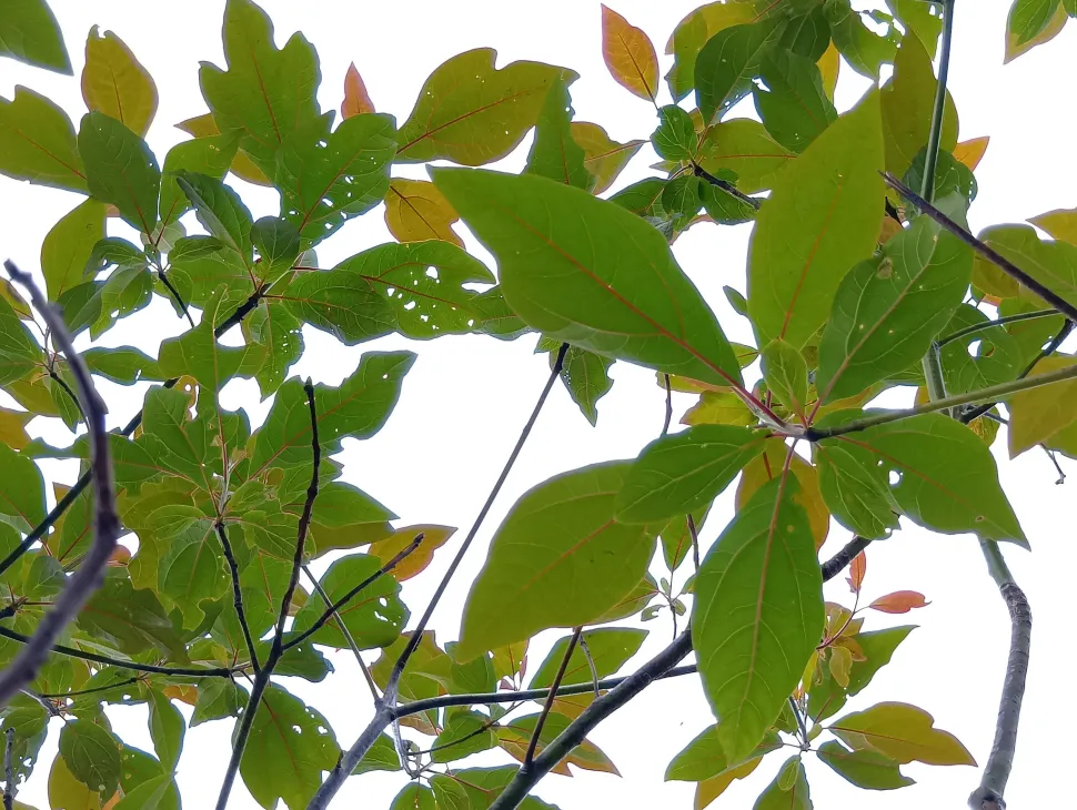 Feuillage Sassafras randaiense