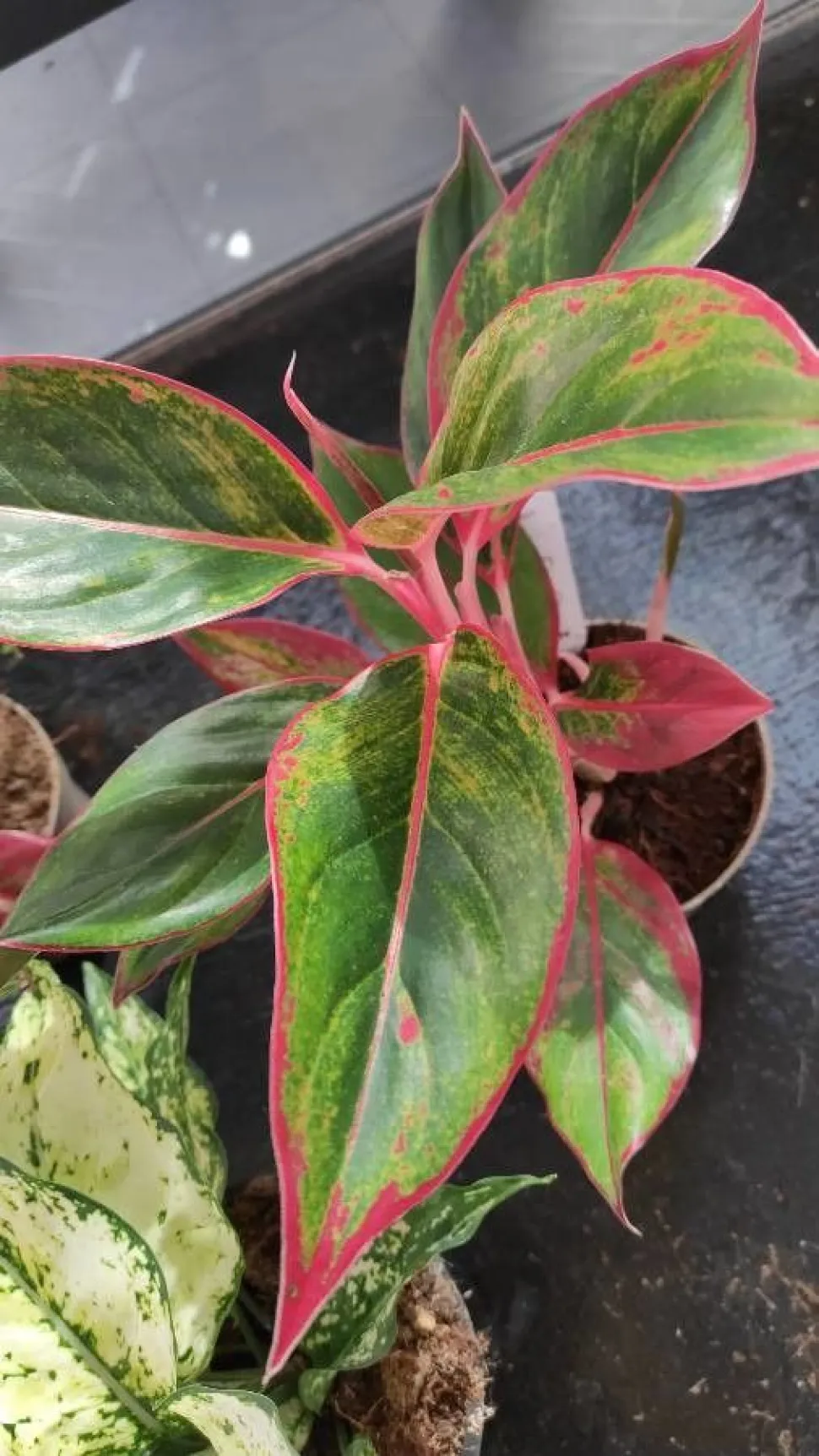 Aglaoneme híbrido verde e vermelho