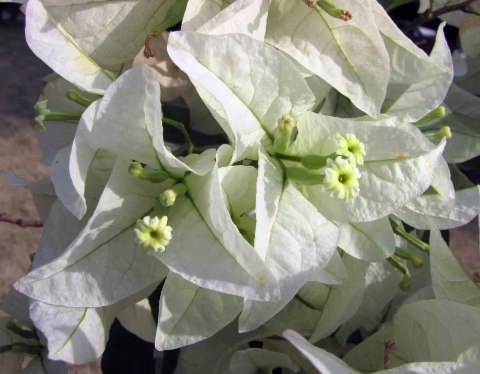 Weiße und rosafarbene Blüten Bougainvillea Sanderiana