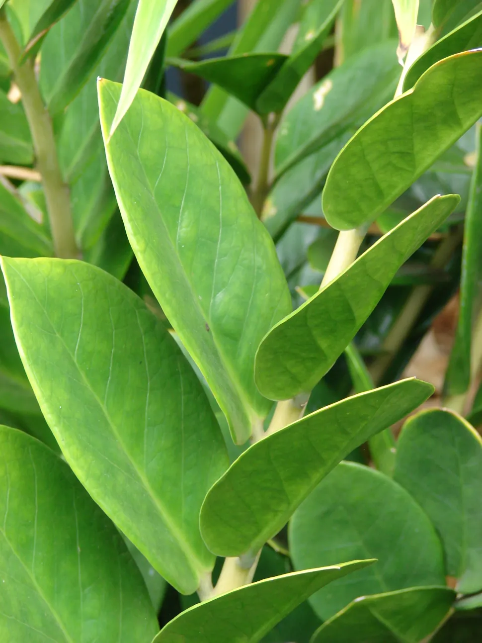 Groene bladeren plant ZZ