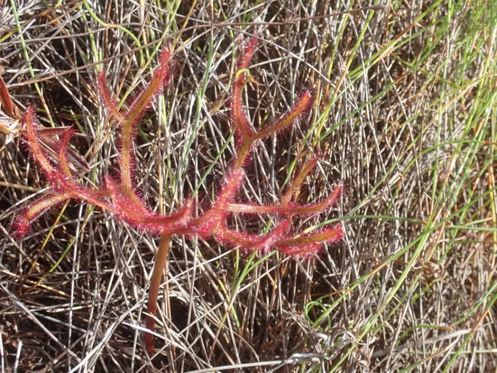 Drosera multifida in de grond