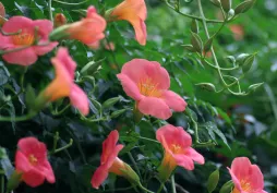 Campsis grandiflora bignone chinês