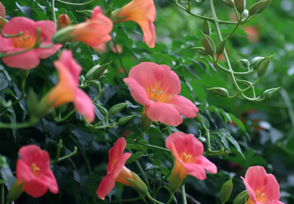 Campsis grandiflora kinesisk bignone