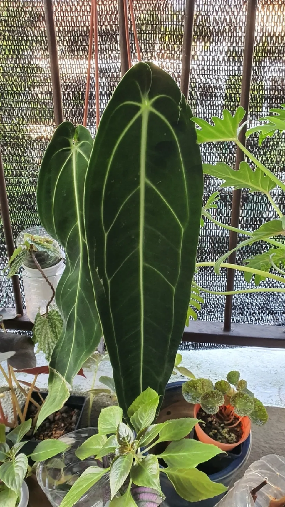 Anthurium warocqueanum in vaso