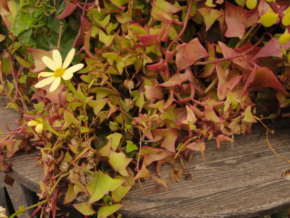 Blütezeit von Senecio macroglossus