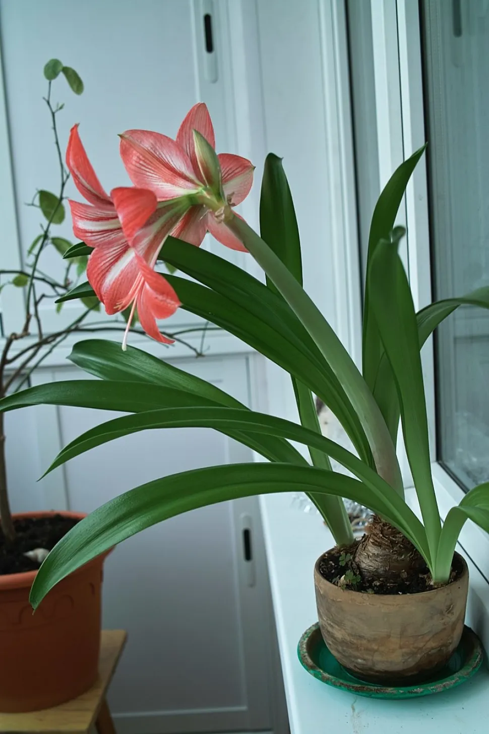 Amaryllis belladonna i en potte