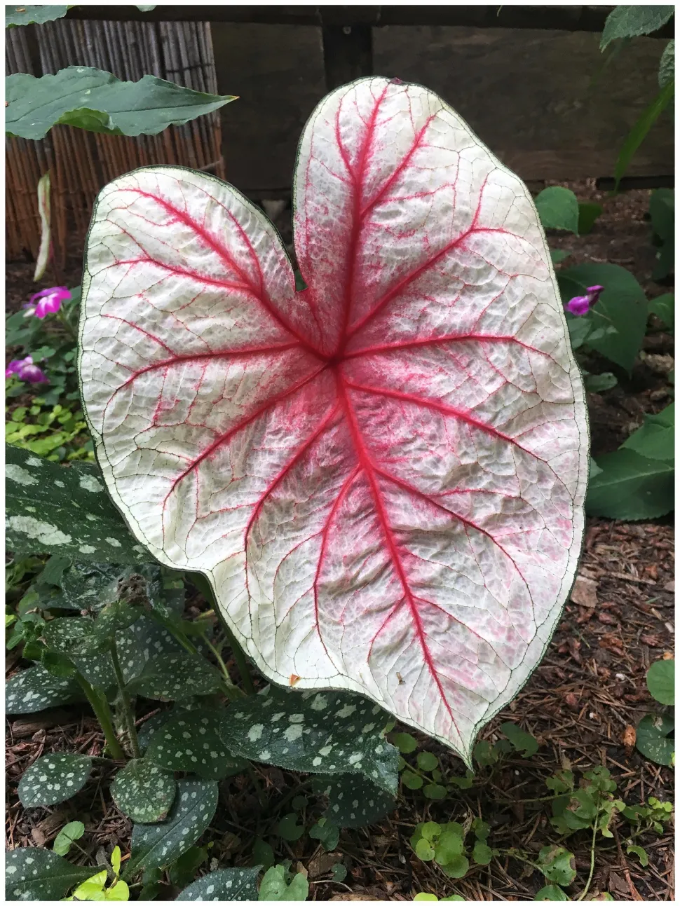 Caladium foglie bianche traslucide con venature rosa