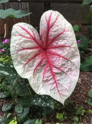 Caladium folhas brancas translúcidas com veias cor-de-rosa