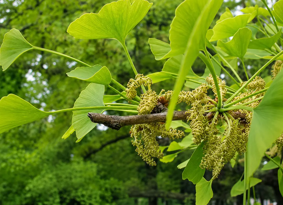 Ginkgo biloba pollen cones