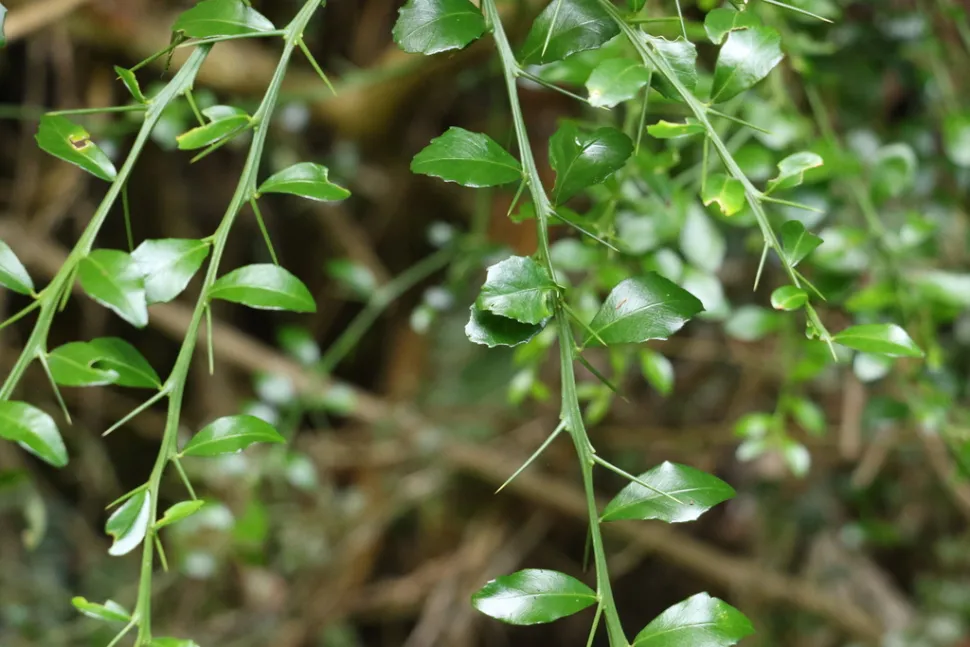 Fogliame di Citrus australasica