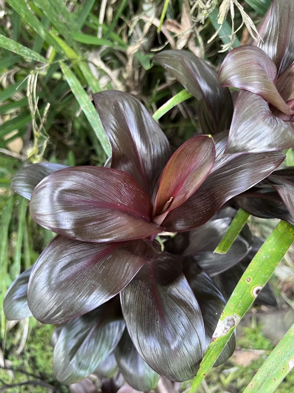 Cordyline 'Purple Compacta' hojas púrpura oscuro