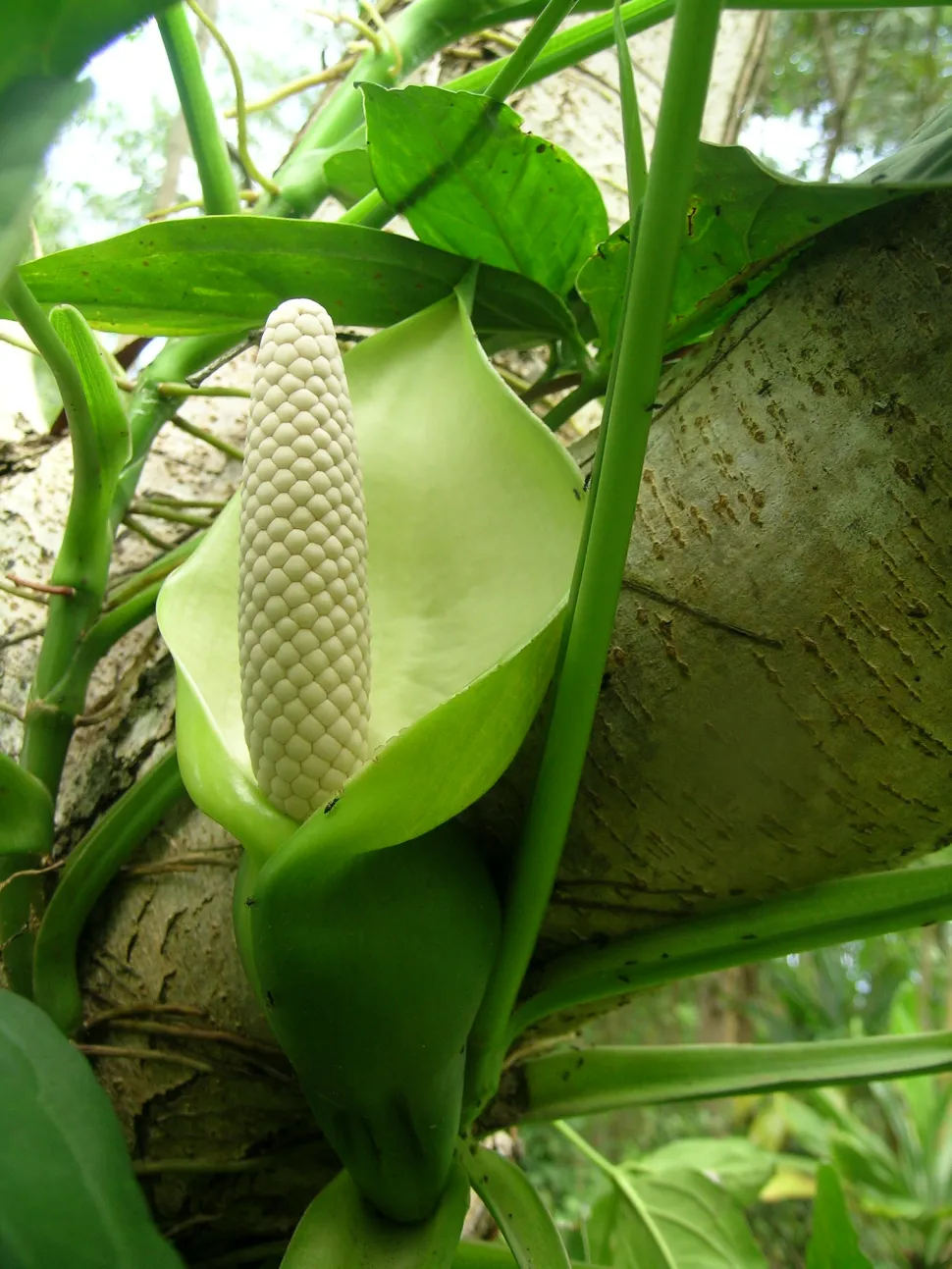 Syngonium podophyllum blomster