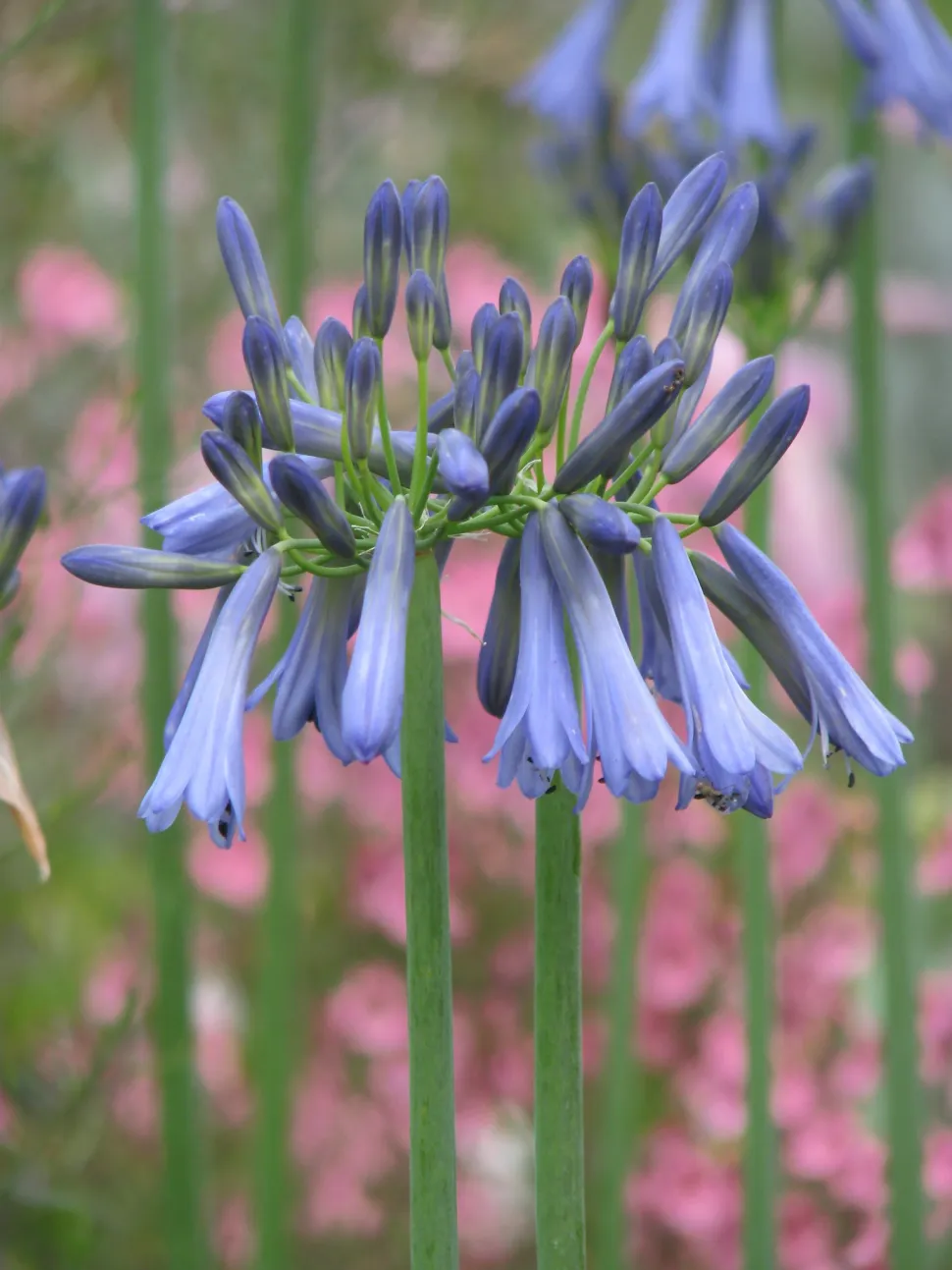 Geschlossene Blüten Agapanthus inapertus