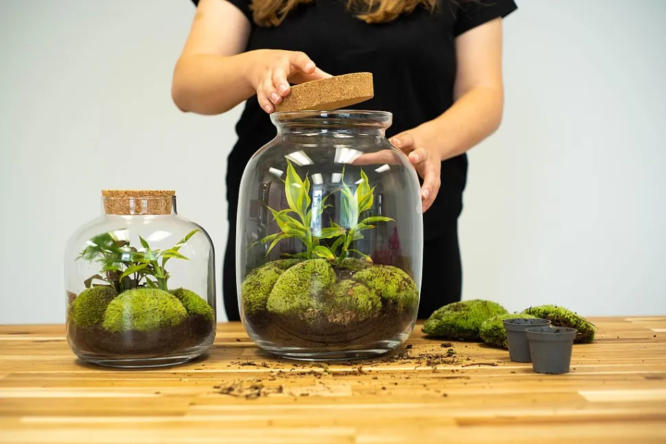 Two closed terrariums