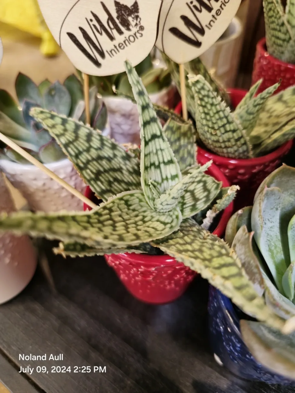 Gonialoe variegata i en potte