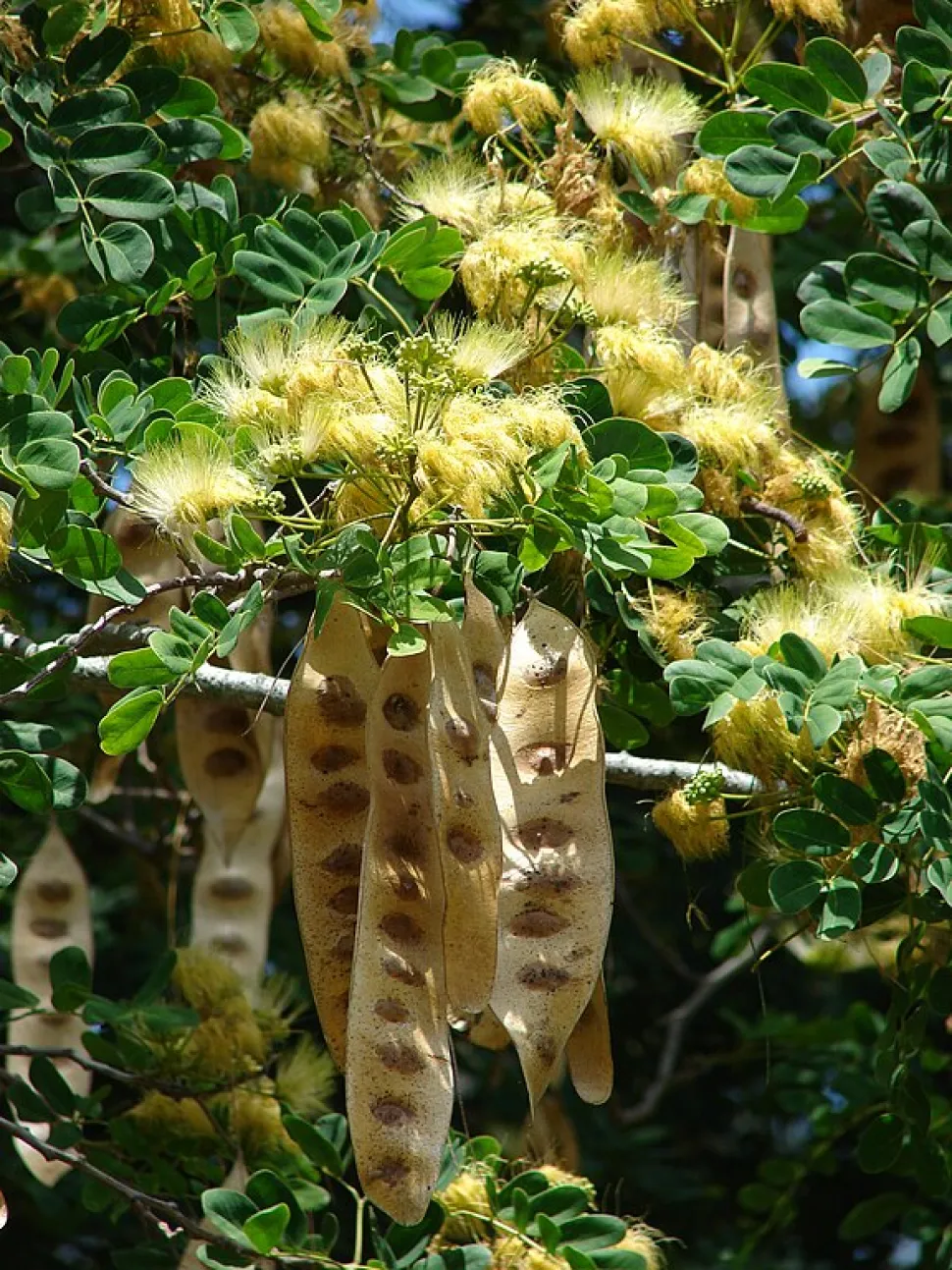 Flores y frutos Albizia lebbeck