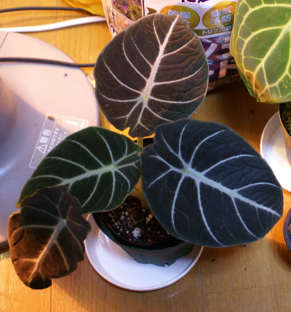 Alocasia 'Black Ninja' im Topf