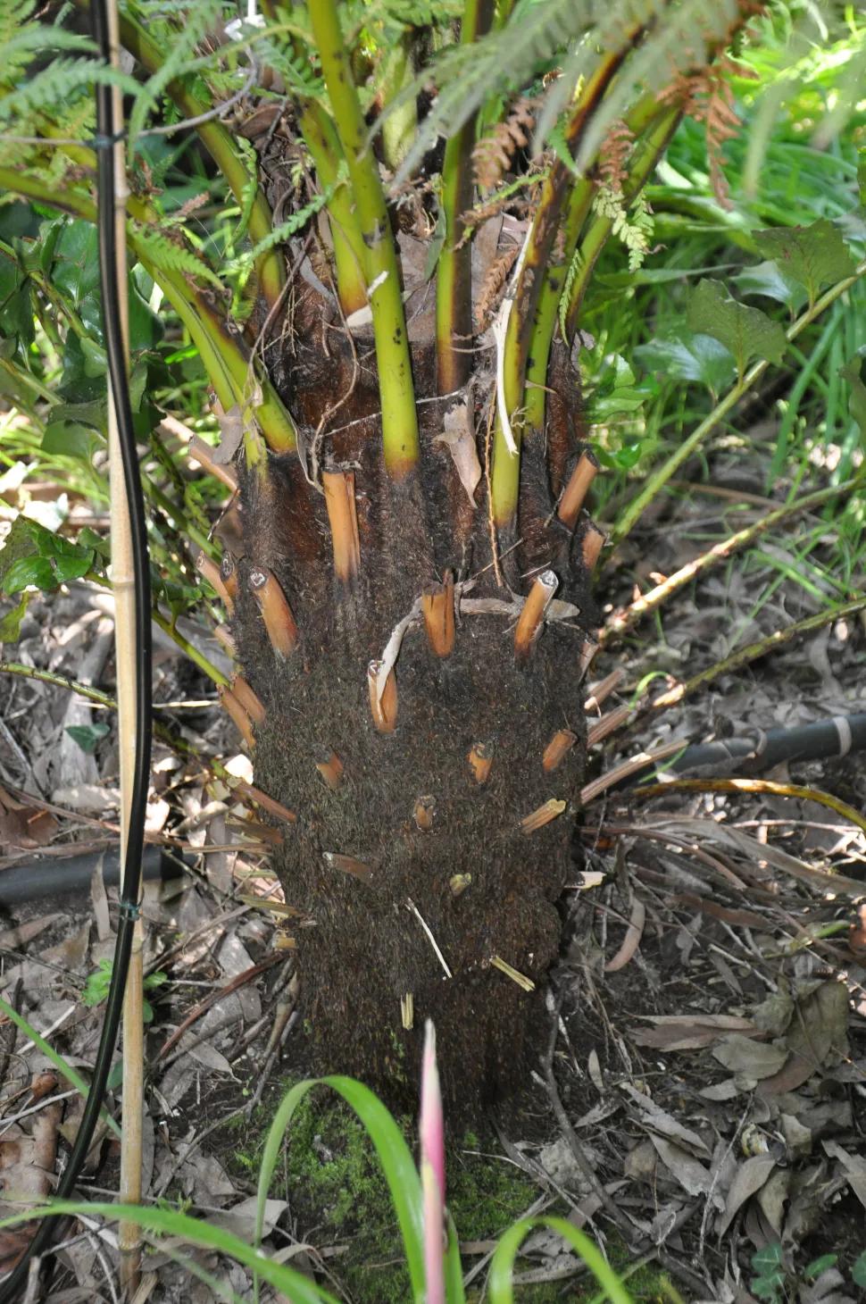 Samambaia castanha áspera Dicksonia antarctica